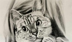 chat-draps